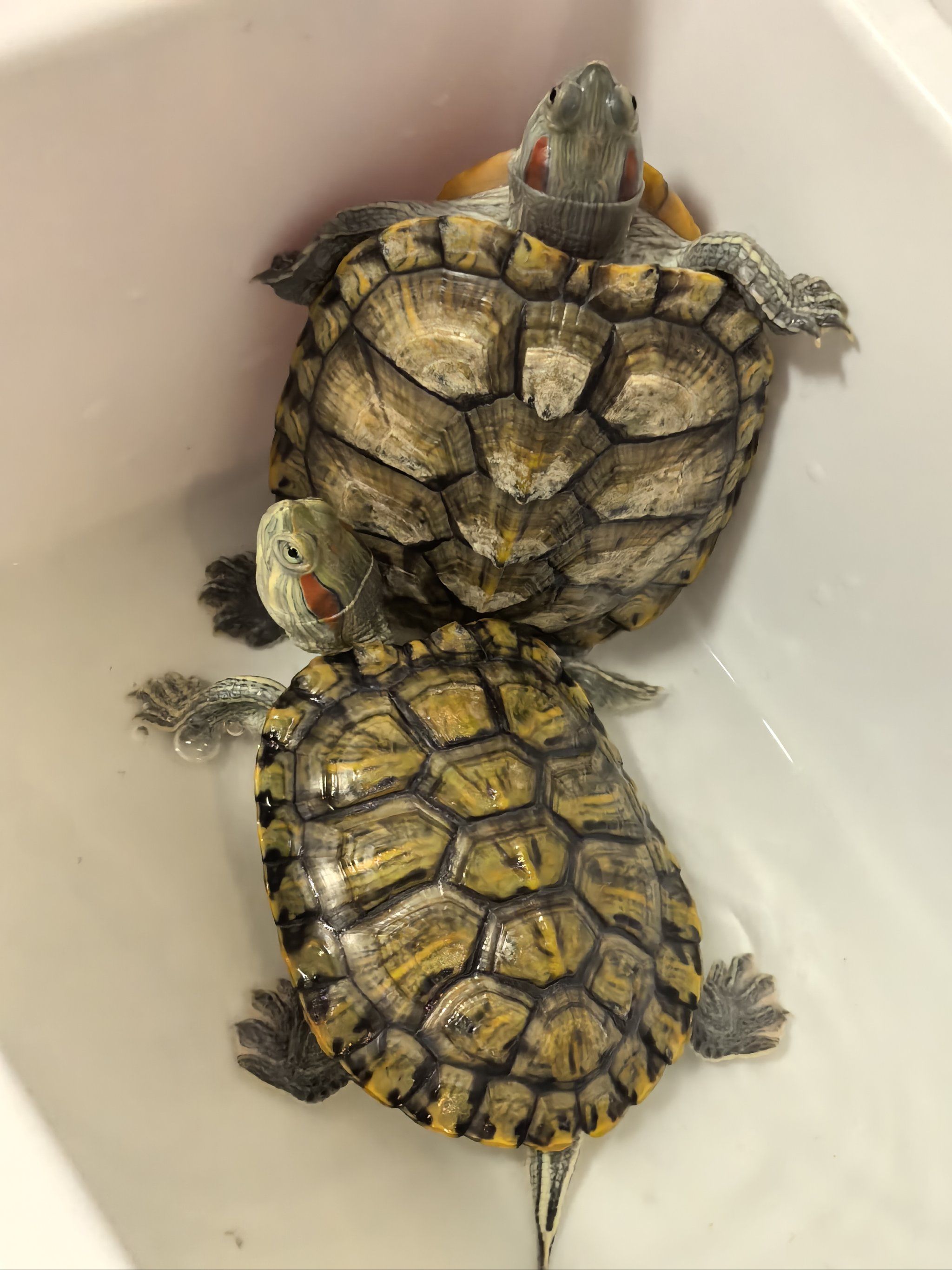 2048_2731竖版 竖屏