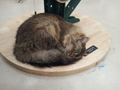 -共舞时光猫咖·狗咖(新街口店)