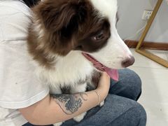 -翊宠yipet猫狗购宠庄园犬舍•猫舍