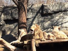 -北京野生动物园