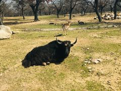 -西安秦岭野生动物园