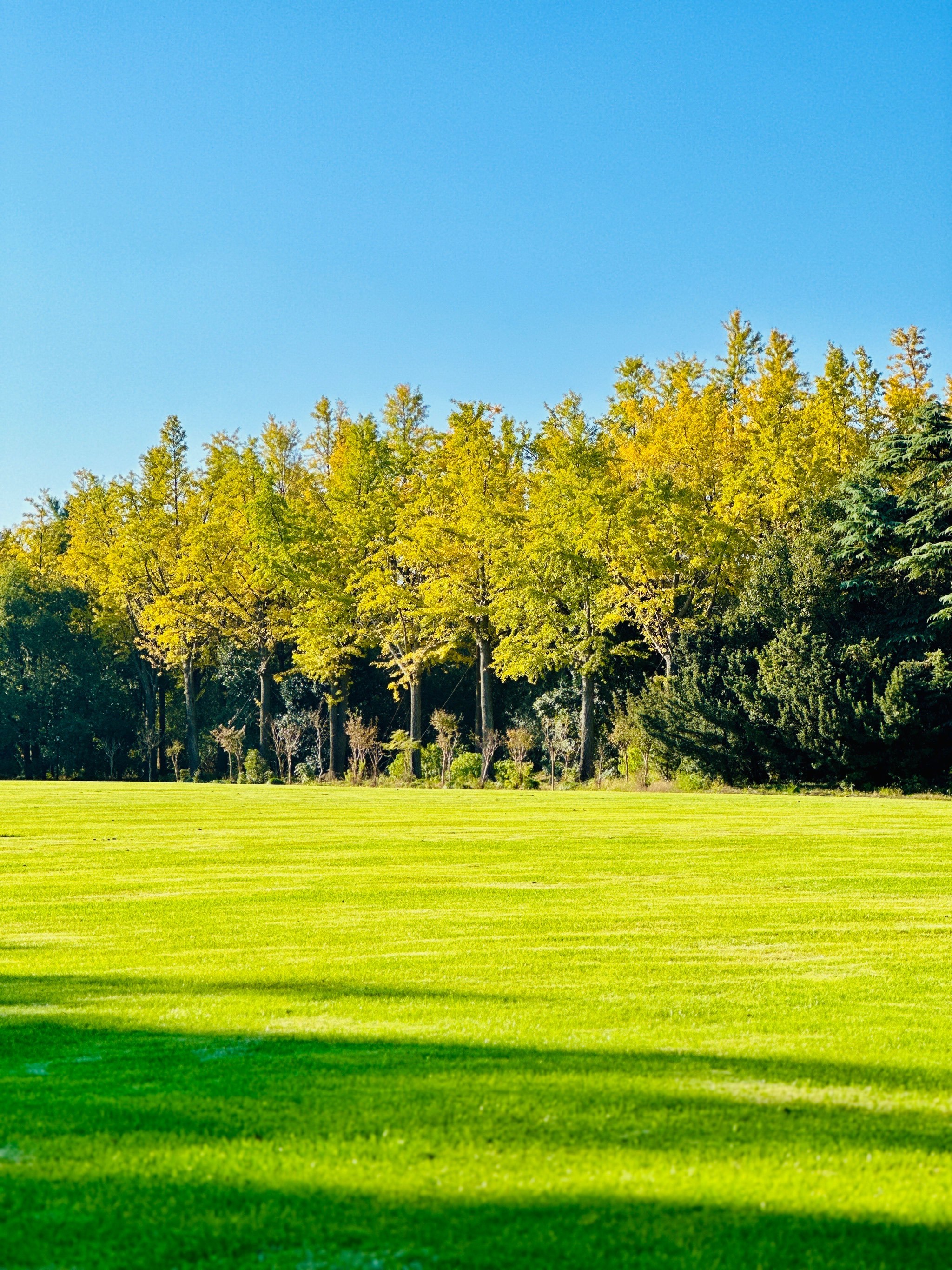 东郊宾馆——魔都遛娃秘境