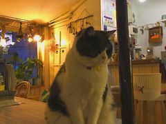 -海边的猫和咖啡馆