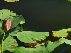 -大兴滨河森林公园