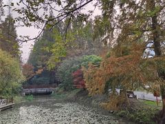 -东平国家森林公园