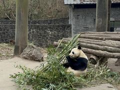 -都江堰中华大熊猫苑