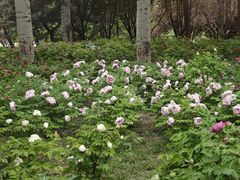 -仁和公园(顺义区)