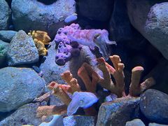 -新加坡海洋生态馆