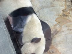 -海南热带野生动植物园