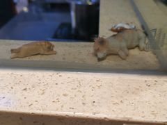 -阿莉餐厅(枣阳路店)