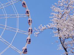 -顾村公园