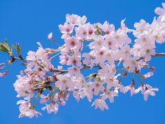 -上海滨江森林公园