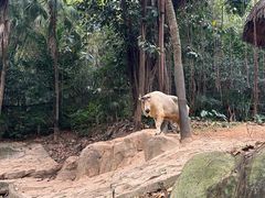 -广州长隆野生动物世界