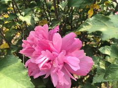 -田园东方蜜桃村的田野营地