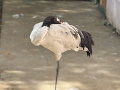 -青藏高原野生动物园