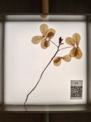 -阅年轻·AI家庭健康体质调理
