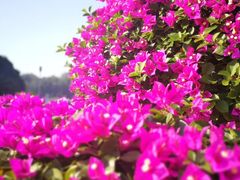 -广州百花山庄度假村(增城万达广场店)