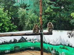 -西霞口神雕山野生动物世界