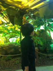 -恐龙探索乐园(磁器口店)