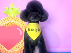 -读宠于你·约克夏比熊·睫角守宫·爬宠售卖(高新店)