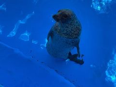 -上海海昌海洋公园