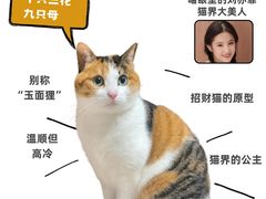 -小猫来了·猫舍(红山六九七九店)