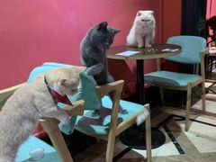 -猫色咖啡·猫咖