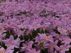 -白鹭湾湿地公园