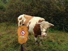 -硗碛藏寨·神木垒景区