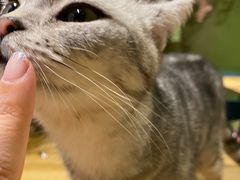 -猫猫幼稚园·撸猫·桌游·电玩
