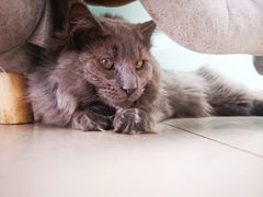 -平行世界·猫咖(首经贸店)