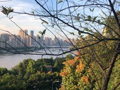 -李子坝梁山鸡(李子坝大鸡哥店)