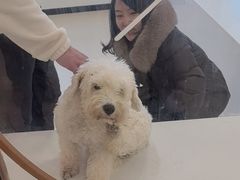 -共舞时光猫咖·狗咖(新街口店)