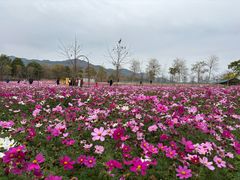 -天适樱花悠乐园