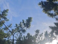 -小麦岛公园