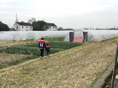 -青浦采草莓天天草莓园