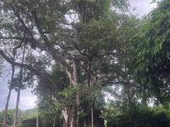 -云南勐巴娜西珍奇园