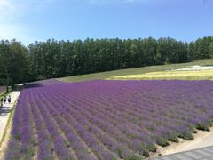 -富田农场