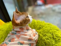 -和它·交个朋友·狗咖猫咖(爱琴海店)