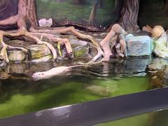 -正佳雨林生态植物园