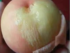 -老袁家蜜桃农场·阳山水蜜桃