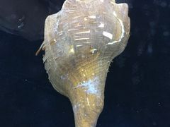 -贝壳梦幻世界