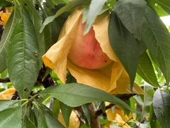 -南汇水蜜桃采摘(大团店)