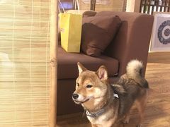 -柴务处·柴犬主题狗咖