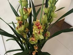 -白玉兰商务酒店(曲阜三孔景区春秋西路店)