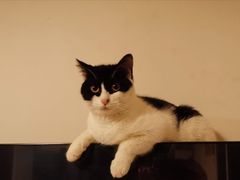 -纳吉亚猫专科动物医院博雅分院