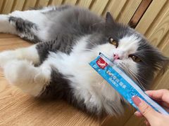-Catmate·猫肥家润(金润铂宫店)