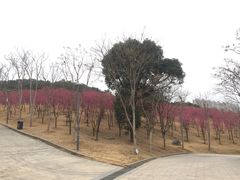 -牛岗山公园