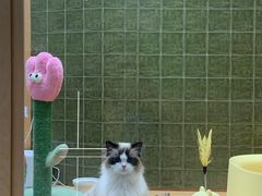 -帕帕拉兹宠物(亚洲旗舰店)