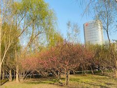 -群力丁香公园